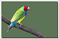 Gouldian Finch (Erythrura gouldiae) Family: Estrildidae