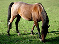a horse grazing in a field