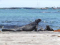 Some iguanas on a warf at the Santa Cruz bay