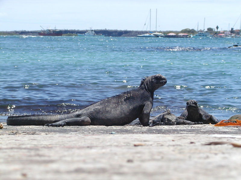 File:IguanaSantaCruzbay.jpg