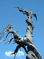 Jardine Juniper (J. Scopulorum)