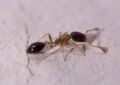 Photograph of ant.