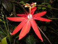 Red Passion Flower (P.coccinea) Subtaxa:Passiflora