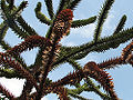 Monkey Puzzle (Araucaria araucana)