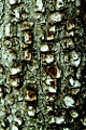 Alligator Juniper (J. deppeana )