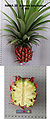 Wild Pineapple or Red Pineapple (Ananas bracteatus)