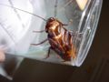 Pacific Beetle Cockroach (Diploptera punctata) Family:Blaberidae