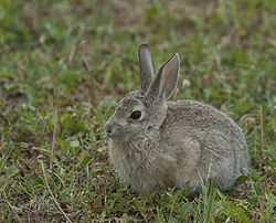 Cottontail.jpg