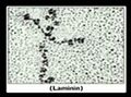Thumbnail for version as of 16:39, 25 February 2010