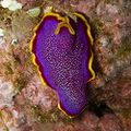 Fuchsia flatworm (Pseudoceros ferrugineus ) Order: Polycladida