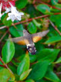 Thumbnail for version as of 04:29, 26 November 2007