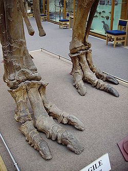 Iguanodon feet.JPG