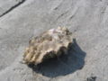 Japanese Oyster