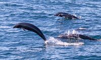 NRightWhaleDolphin.jpg