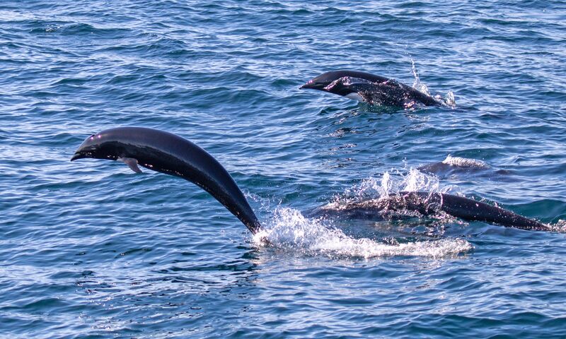 File:NRightWhaleDolphin.jpg