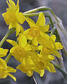 Rushleaf Jonquil (Narcissus Assoanus)
