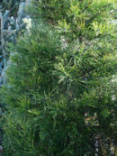 PICT0061.jpg