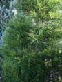 Thumbnail for version as of 16:43, 3 December 2006