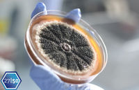 Penicillin