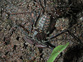 (Phrynus pseudoparvulus) Family: Phrynidae