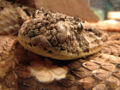 Puff adder (bitis arietans)
