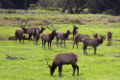 A harem of Roosevelt elk with three bulls dominating, an unusual number.